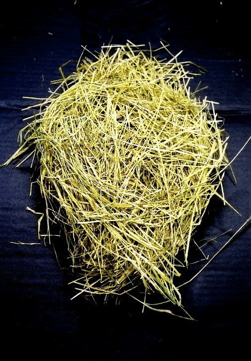 イタリアンストロー(Italian ryegrass)